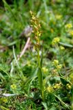 Dactylorhiza viridis