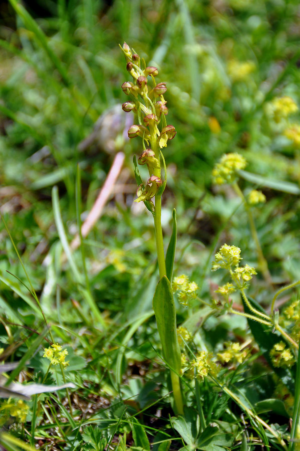 Изображение особи Dactylorhiza viridis.