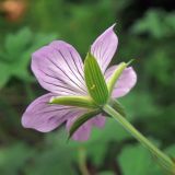 Geranium wlassovianum