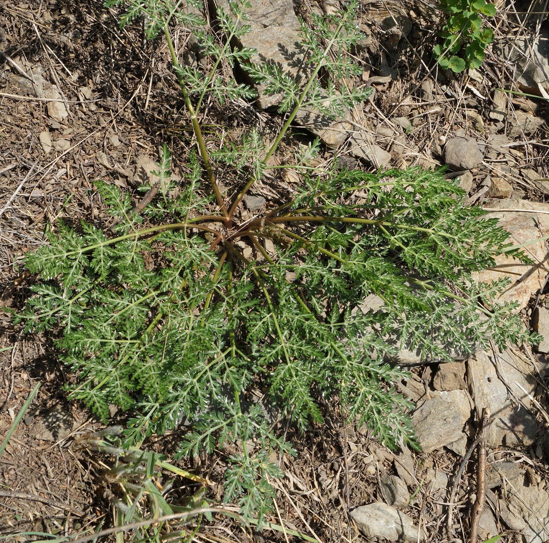 Изображение особи семейство Apiaceae.