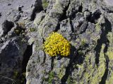 Draba bryoides. Цветущие растения на скале. Кабардино-Балкария, Эльбрусский р-н, пик Терскол, ≈ 3100 м н.у.м., каменистый склон. 14.07.2016.