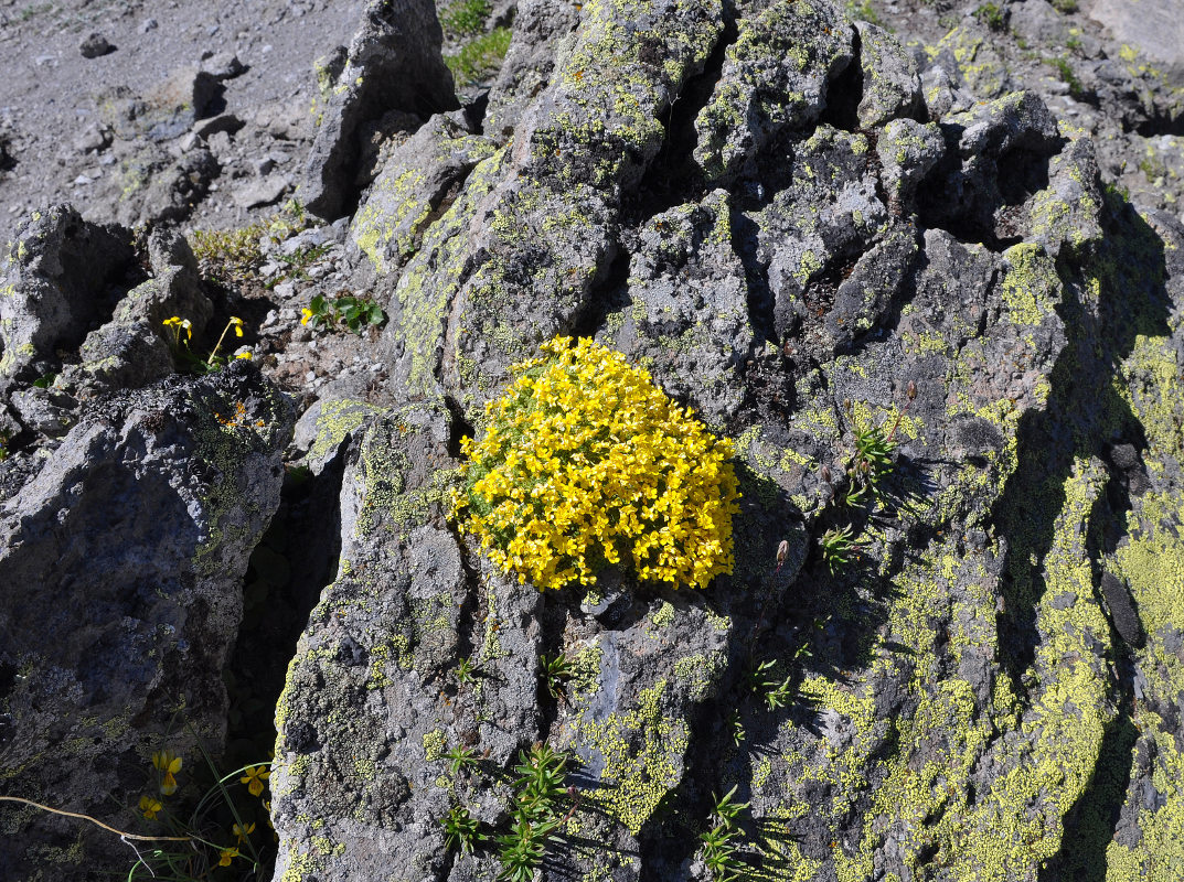 Image of Draba bryoides specimen.