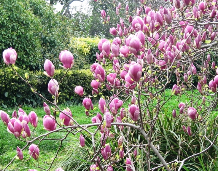 Image of Magnolia × soulangeana specimen.