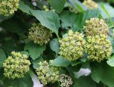 Physocarpus opulifolius. Соплодия с незрелыми плодами. Республика Татарстан, г. Казань, Вахитовский р-н, сквер, в озеленении. 18.06.2015.