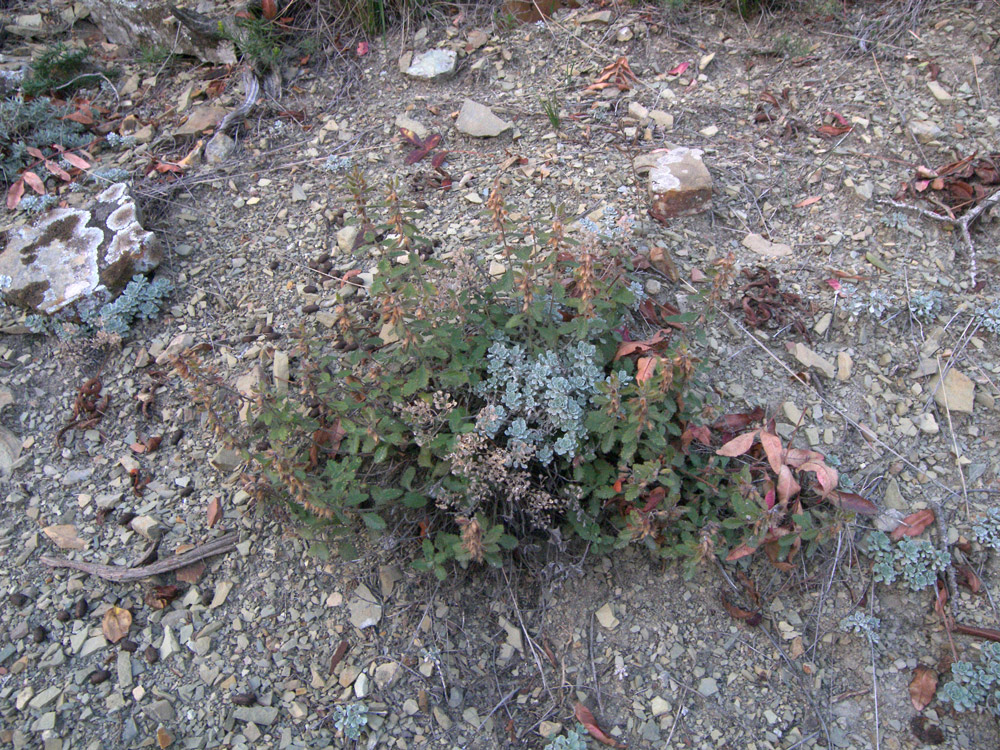 Image of Teucrium krymense specimen.