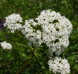 Image of taxon representative. Author is Тамара Риб