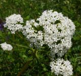 Valeriana dubia. Соцветие. Восточный Казахстан, Кокпектинский р-н, 25 км в горы от с. Пантелеймоновка, 1000 м н.у.м., сопка. 13.06.2016.