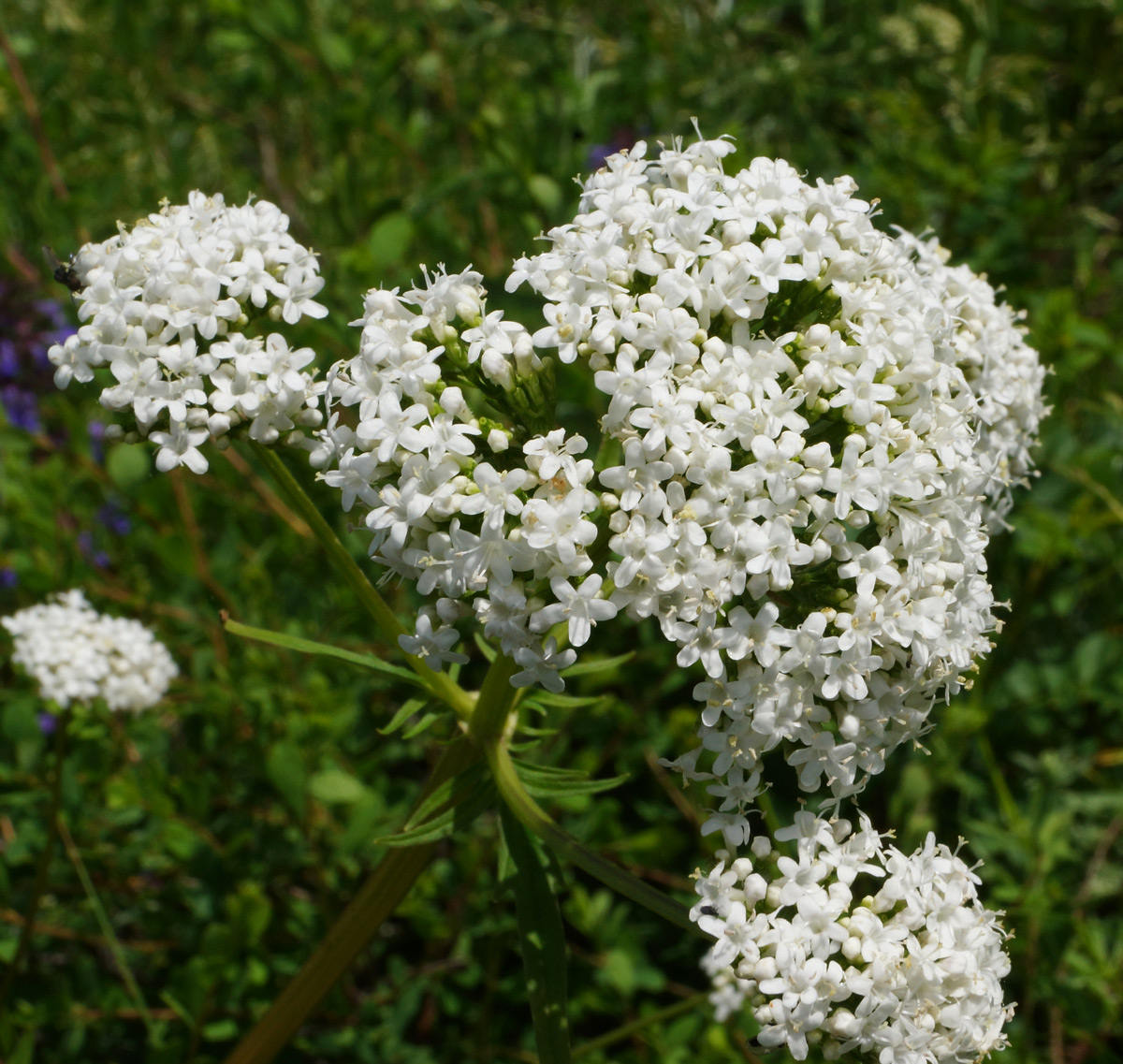 Image of Valeriana dubia specimen.