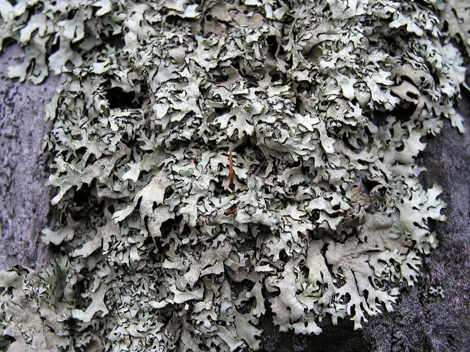 Изображение особи Xanthoparmelia stenophylla.
