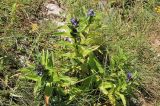 Gentiana cruciata
