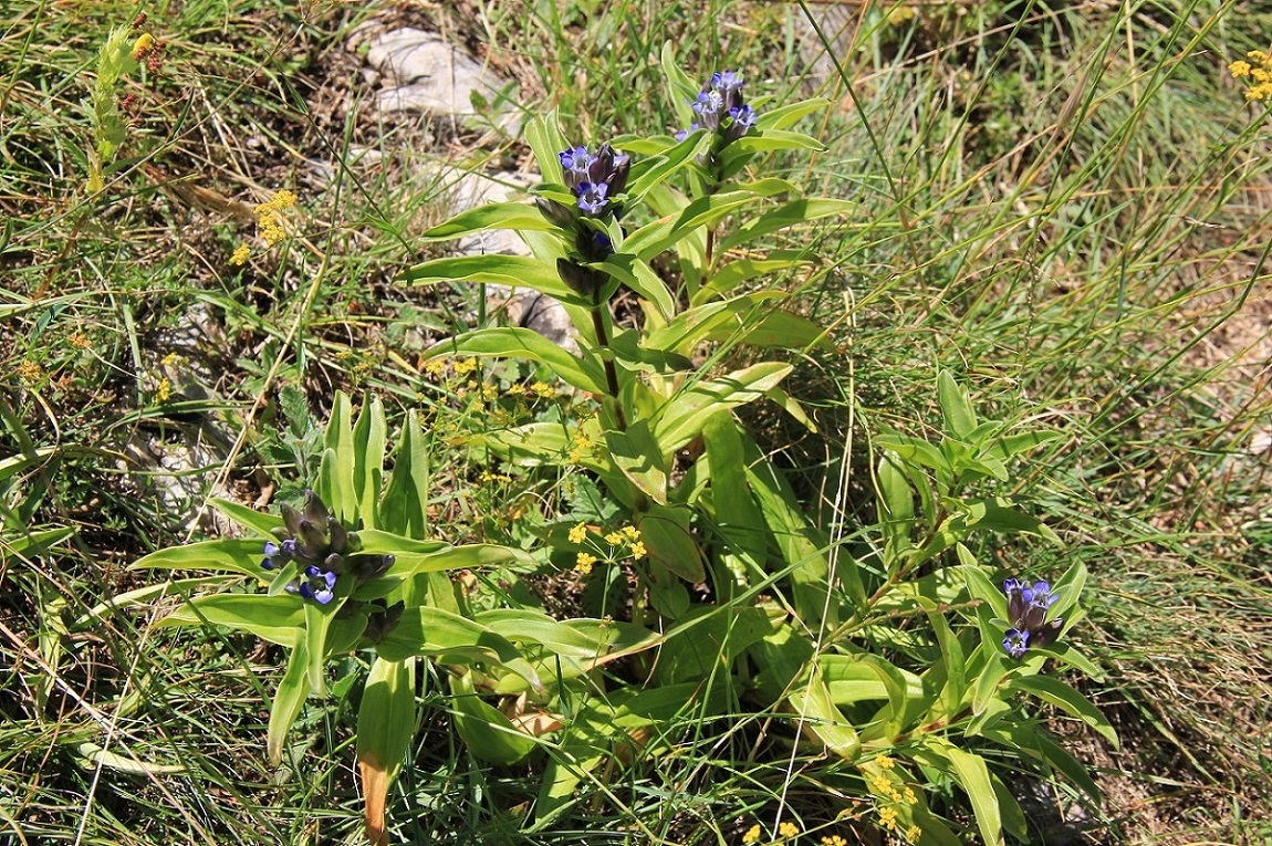 Изображение особи Gentiana cruciata.