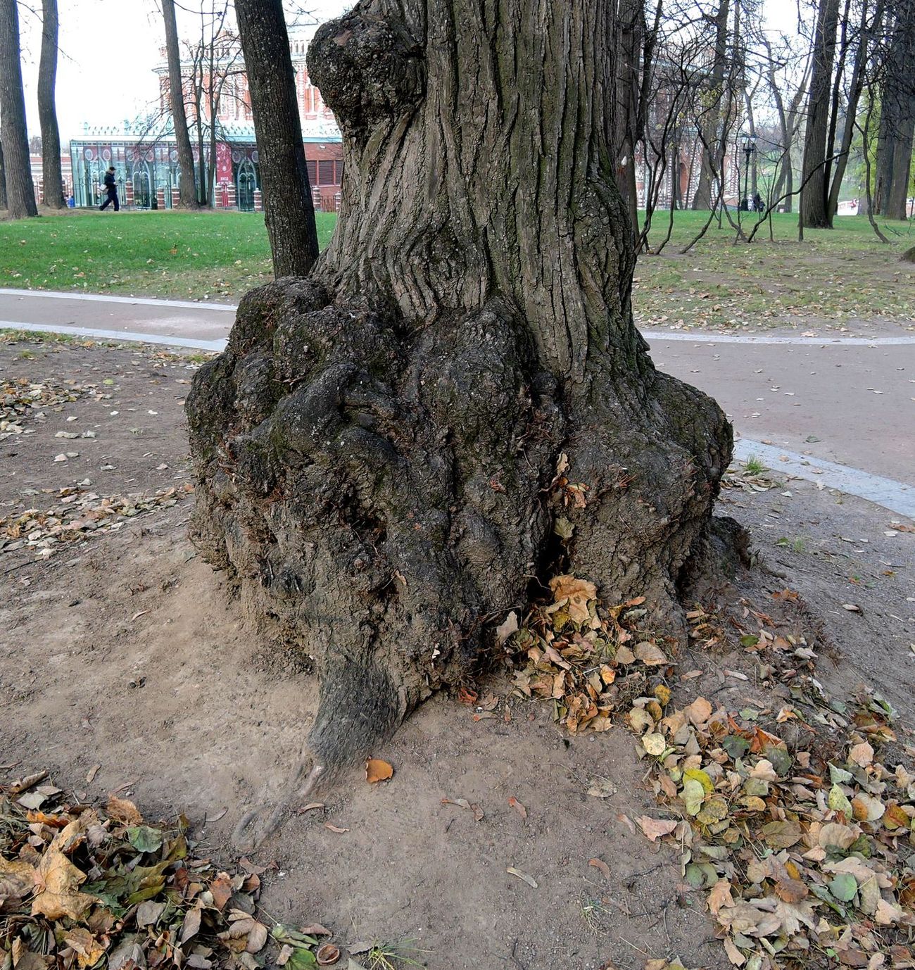 Image of Tilia europaea specimen.