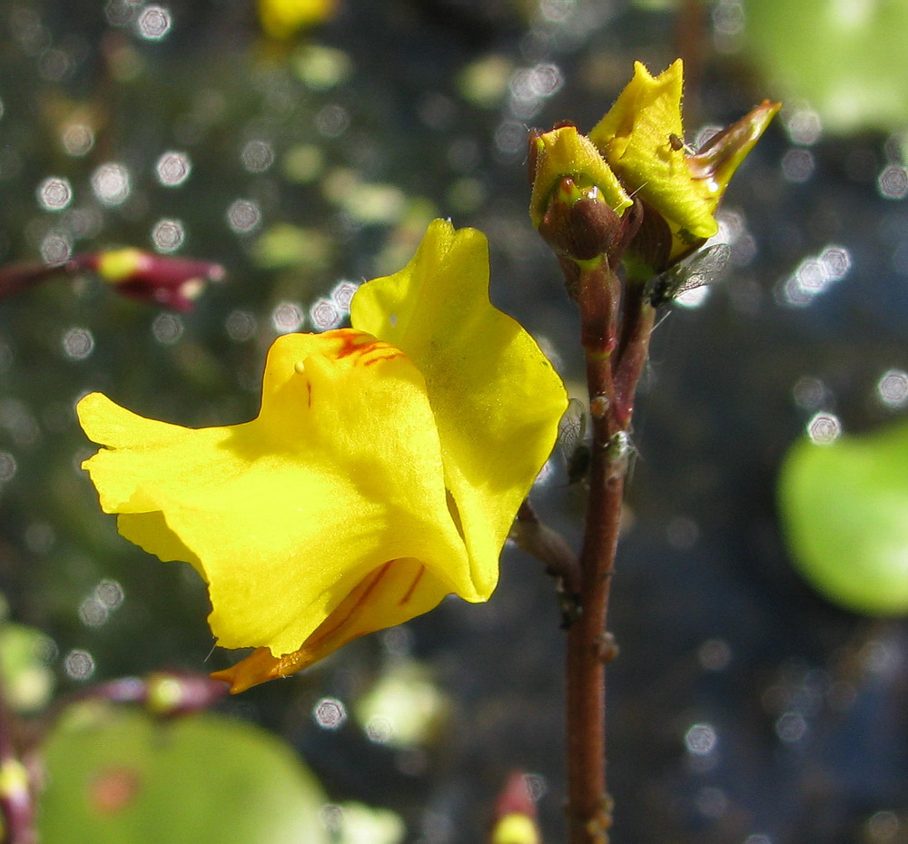 Изображение особи Utricularia vulgaris.