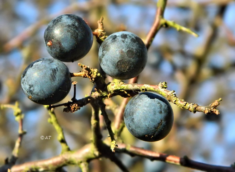 Изображение особи Prunus × fruticans.