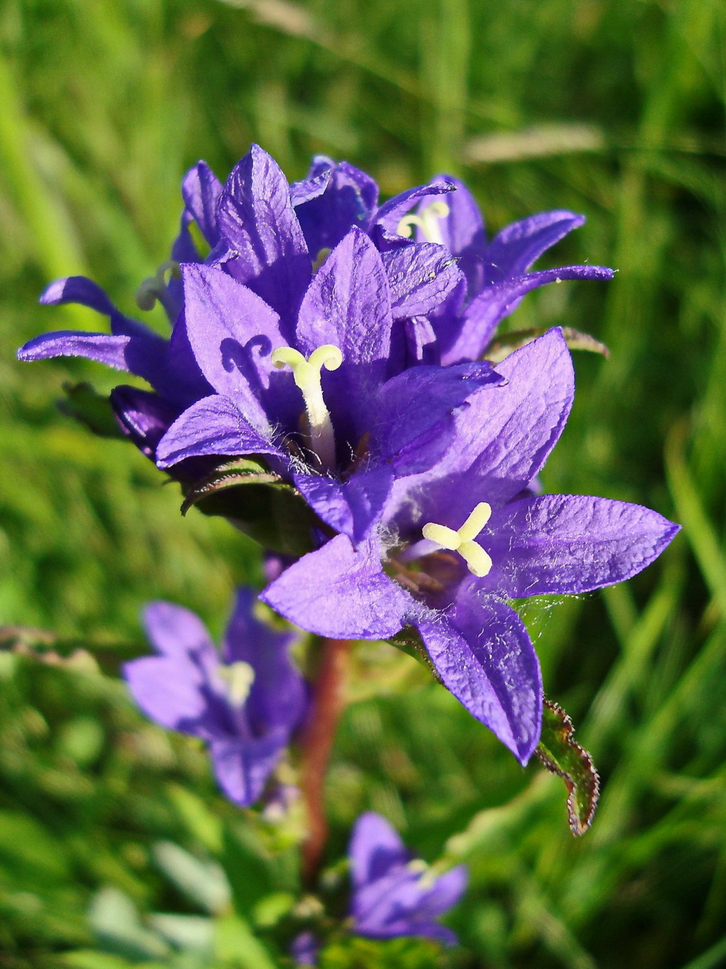 Image of Campanula glomerata specimen.