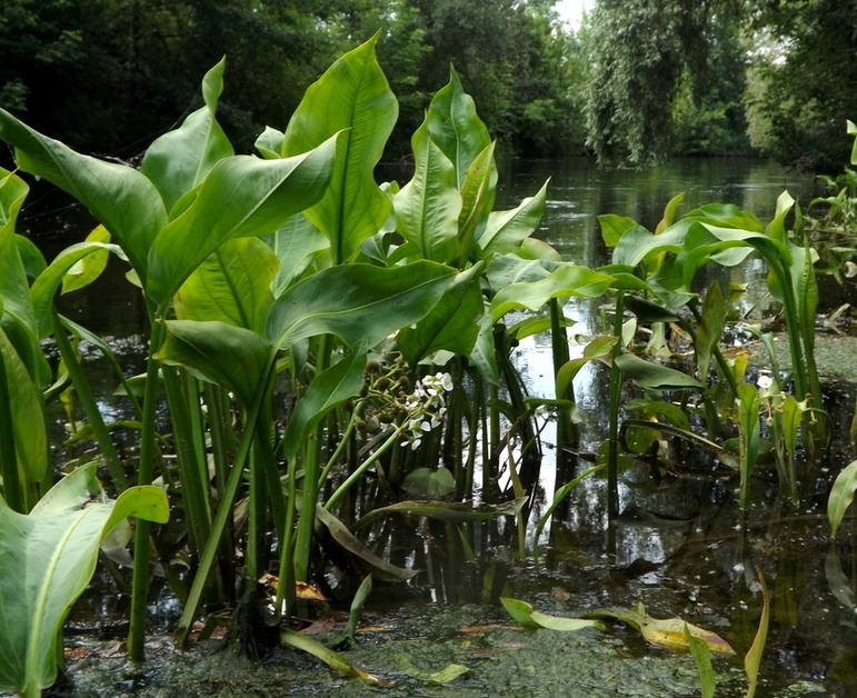 Изображение особи Sagittaria platyphylla.