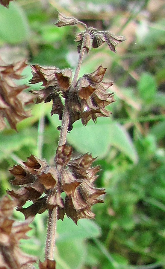 Image of Salvia verticillata specimen.