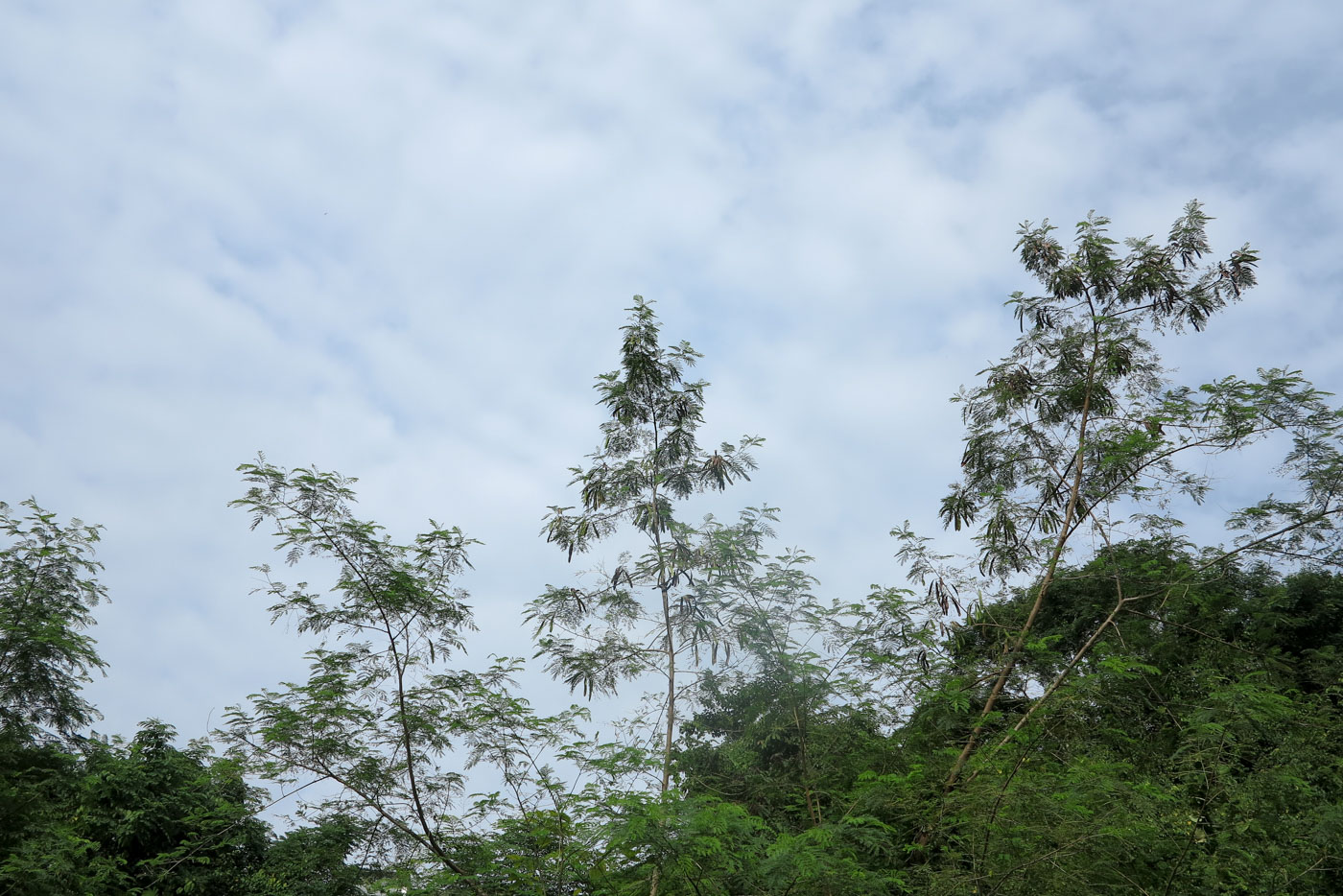 Изображение особи Leucaena leucocephala.