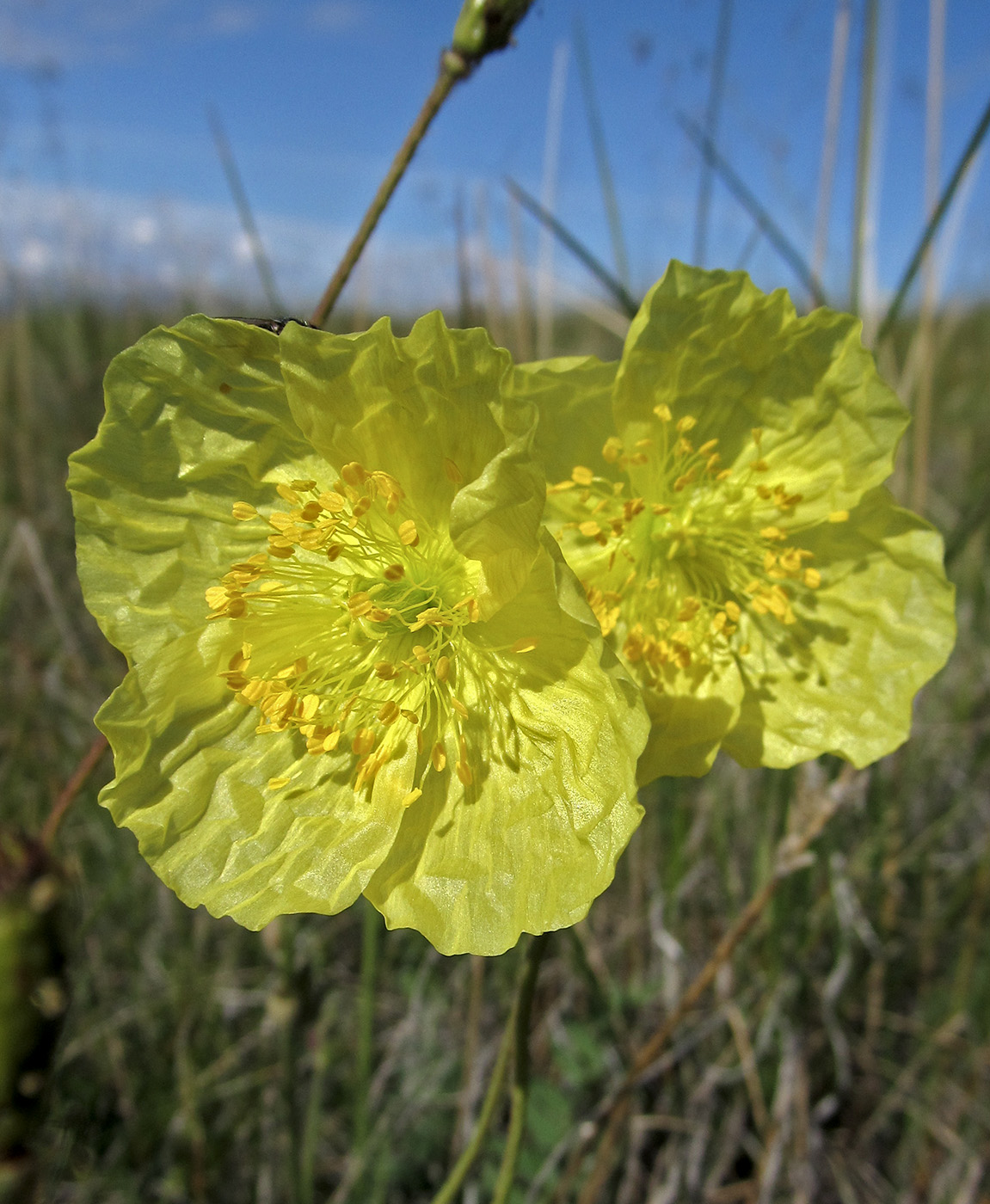 Image of Papaver canescens specimen.