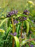 Gentiana macrophylla