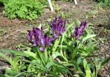 Iris pumila subspecies attica. Цветущие растения. Латвия, Саласпилс, Национальный ботанический сад, экспозиция декоративно-цветочных растений. 07.05.2015.