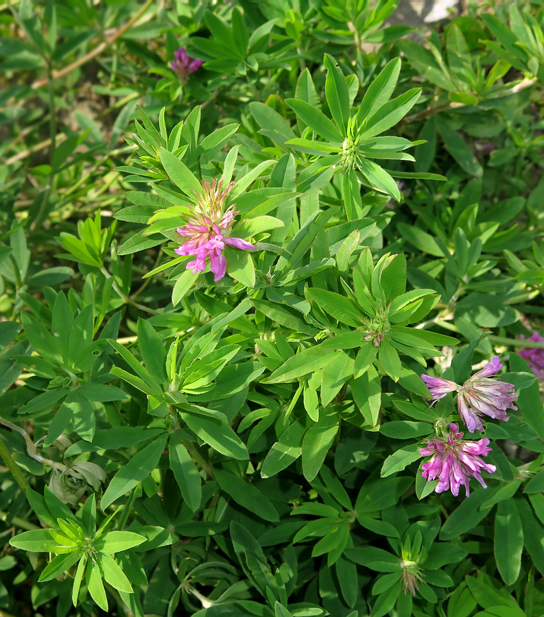 Изображение особи Trifolium lupinaster.