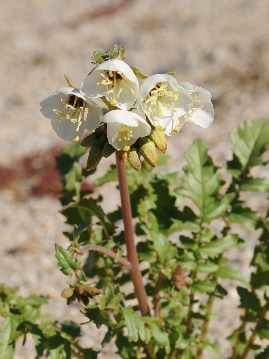 Image of Chylismia claviformis specimen.