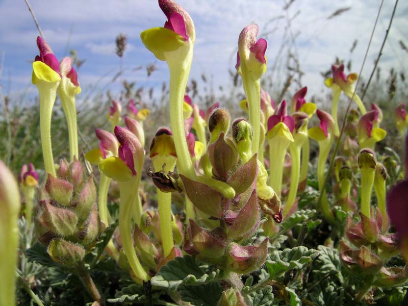 Изображение особи Scutellaria sieversii.