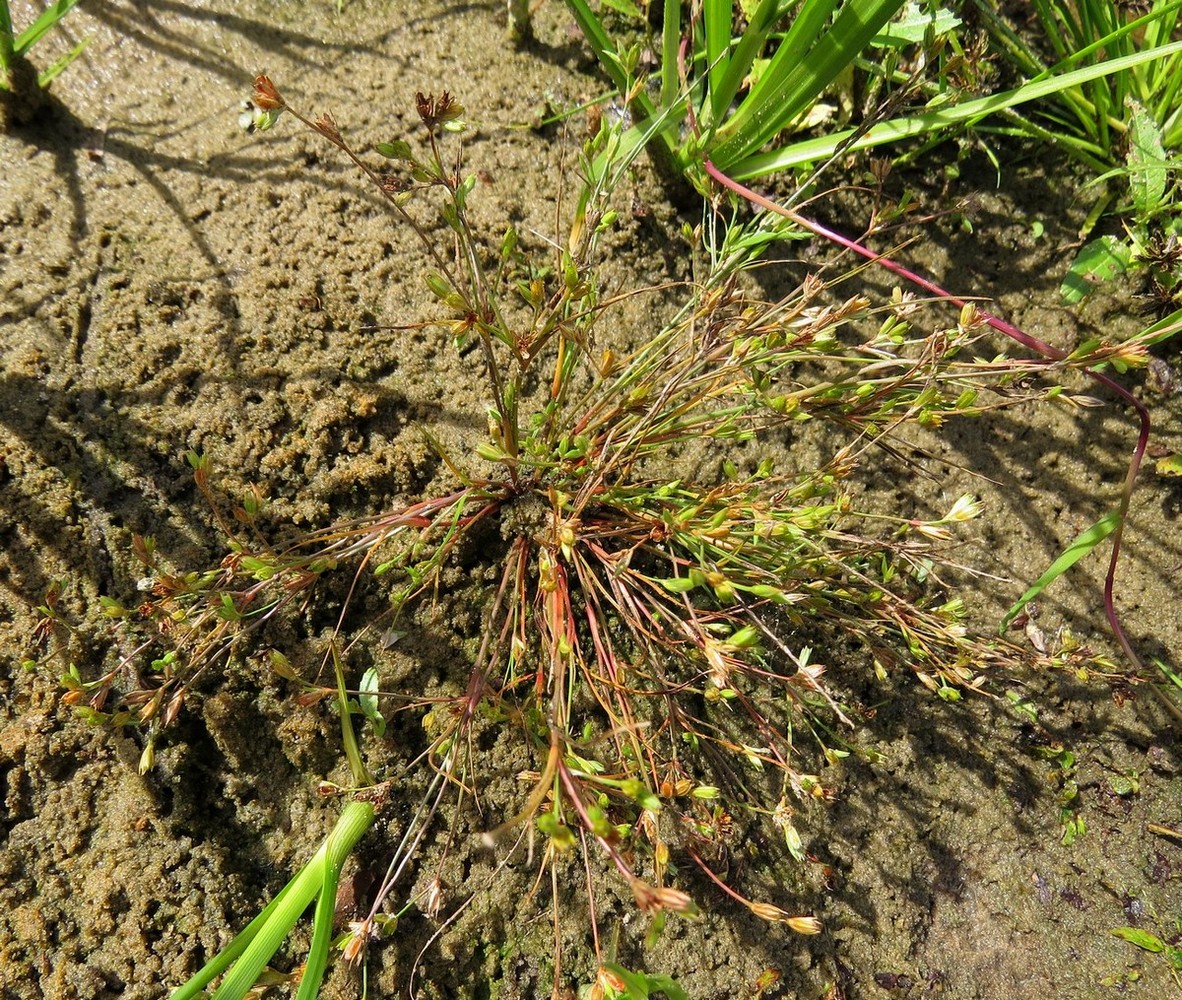 Image of Juncus nastanthus specimen.