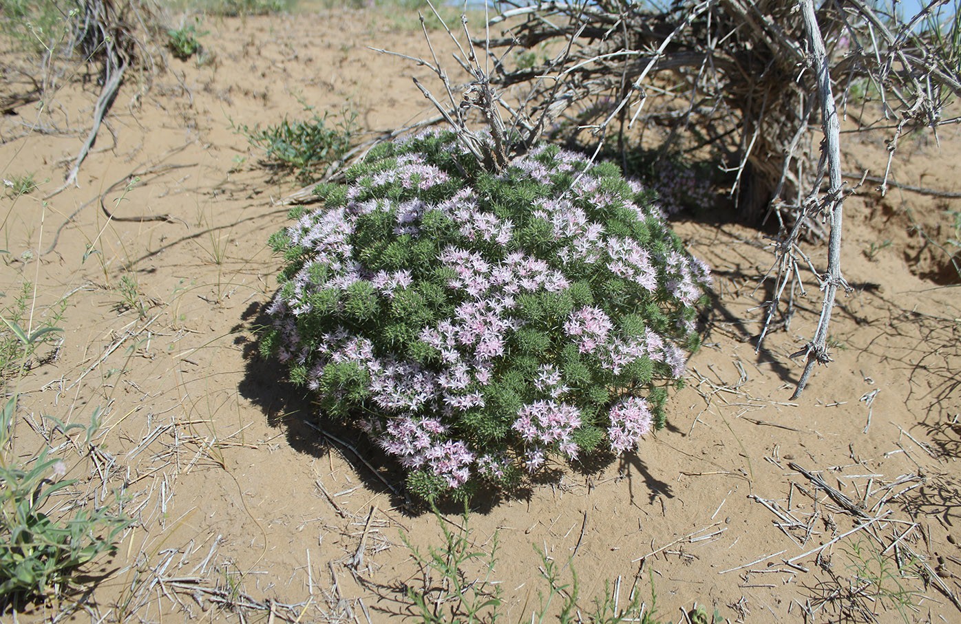 Изображение особи Acanthophyllum stenostegium.