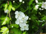 Crataegus monogyna