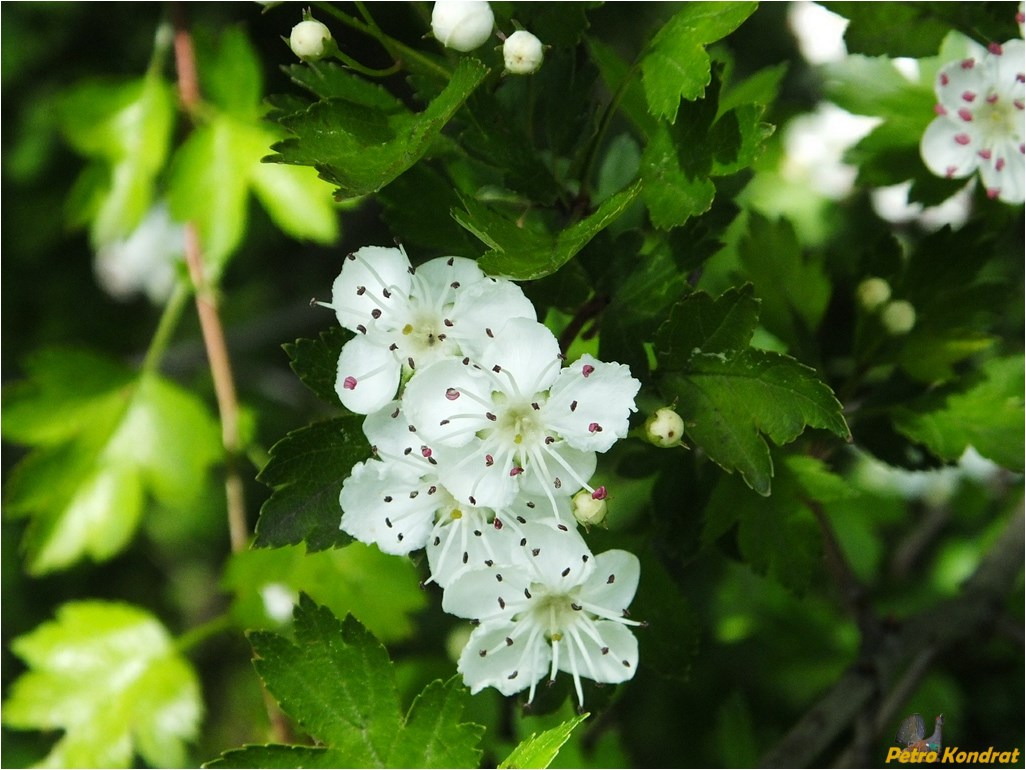 Image of Crataegus monogyna specimen.