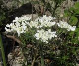 Heracleum ligusticifolium