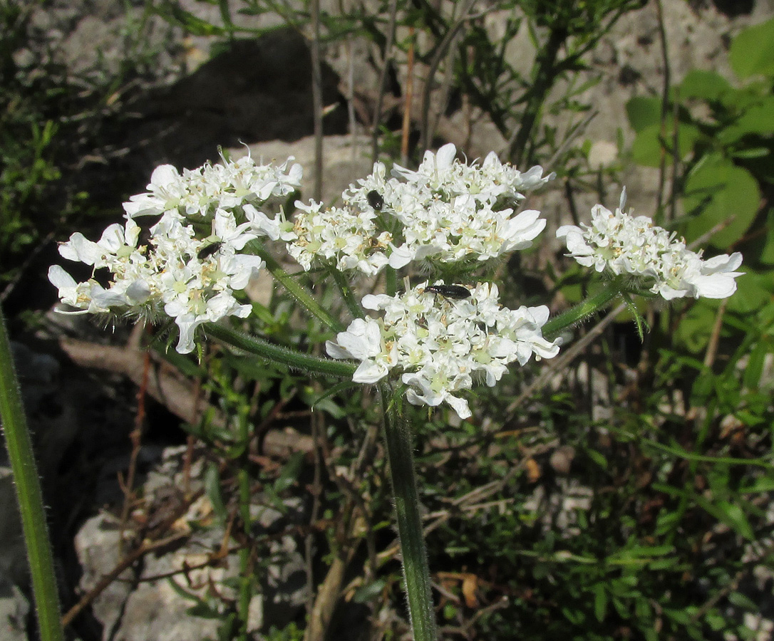 Image of Heracleum ligusticifolium specimen.