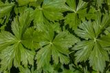 Trollius asiaticus