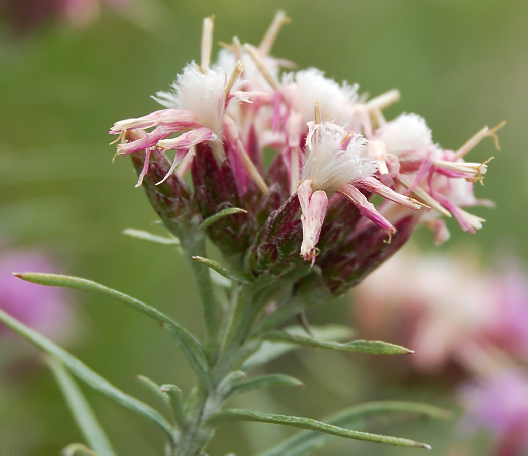 Изображение особи Saussurea salicifolia.