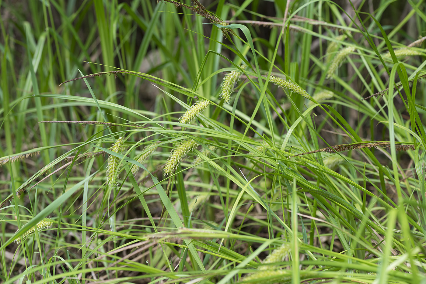 Image of Carex vesicaria specimen.