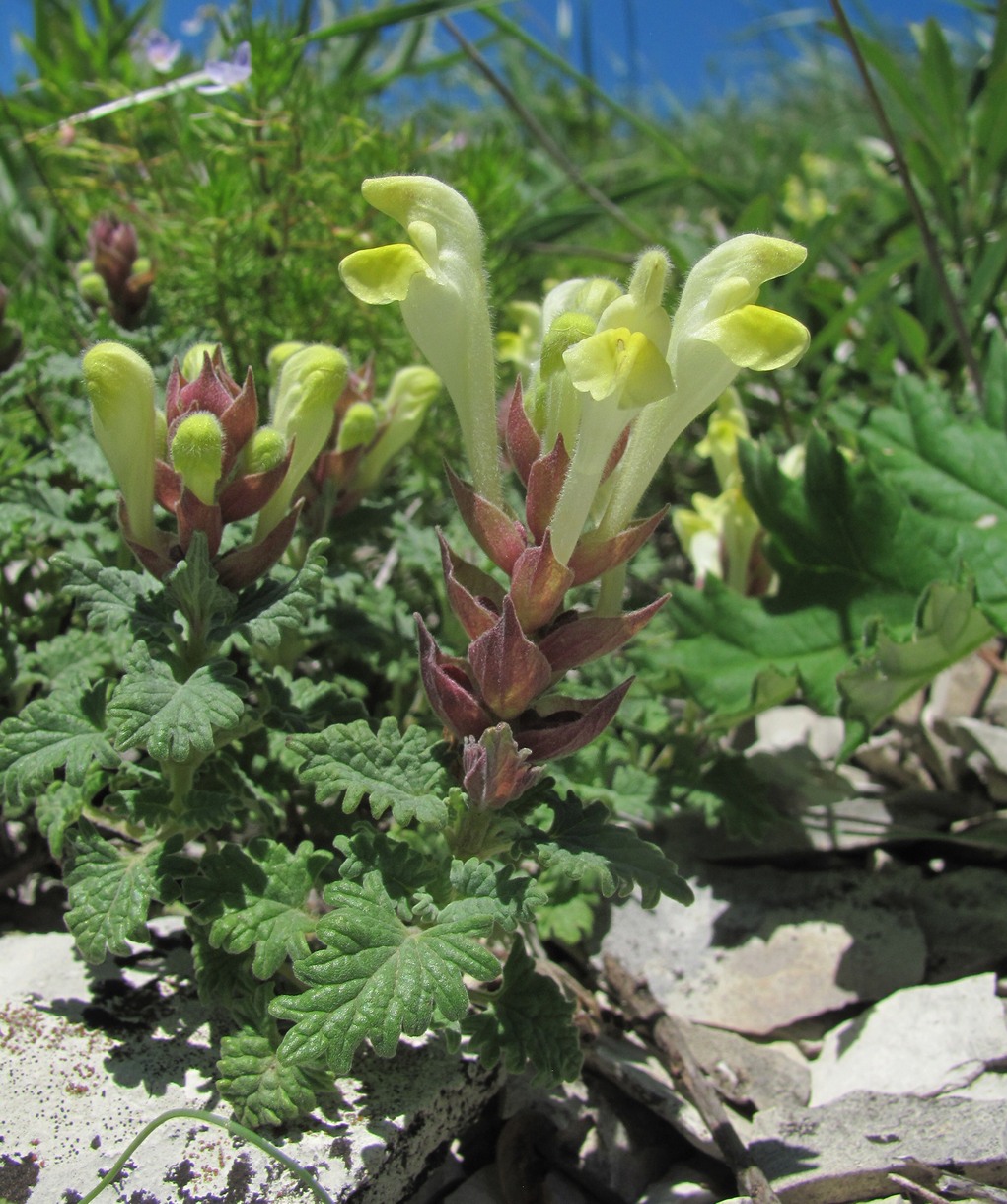 Image of Scutellaria novorossica specimen.