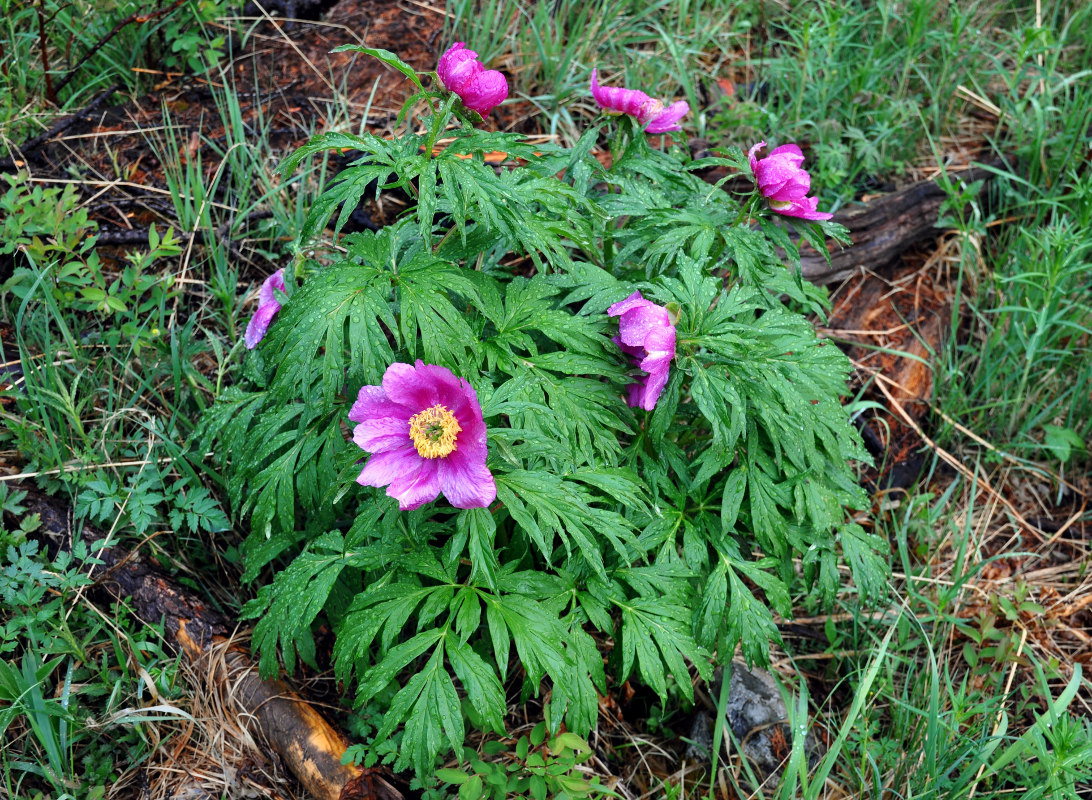 Изображение особи Paeonia anomala.