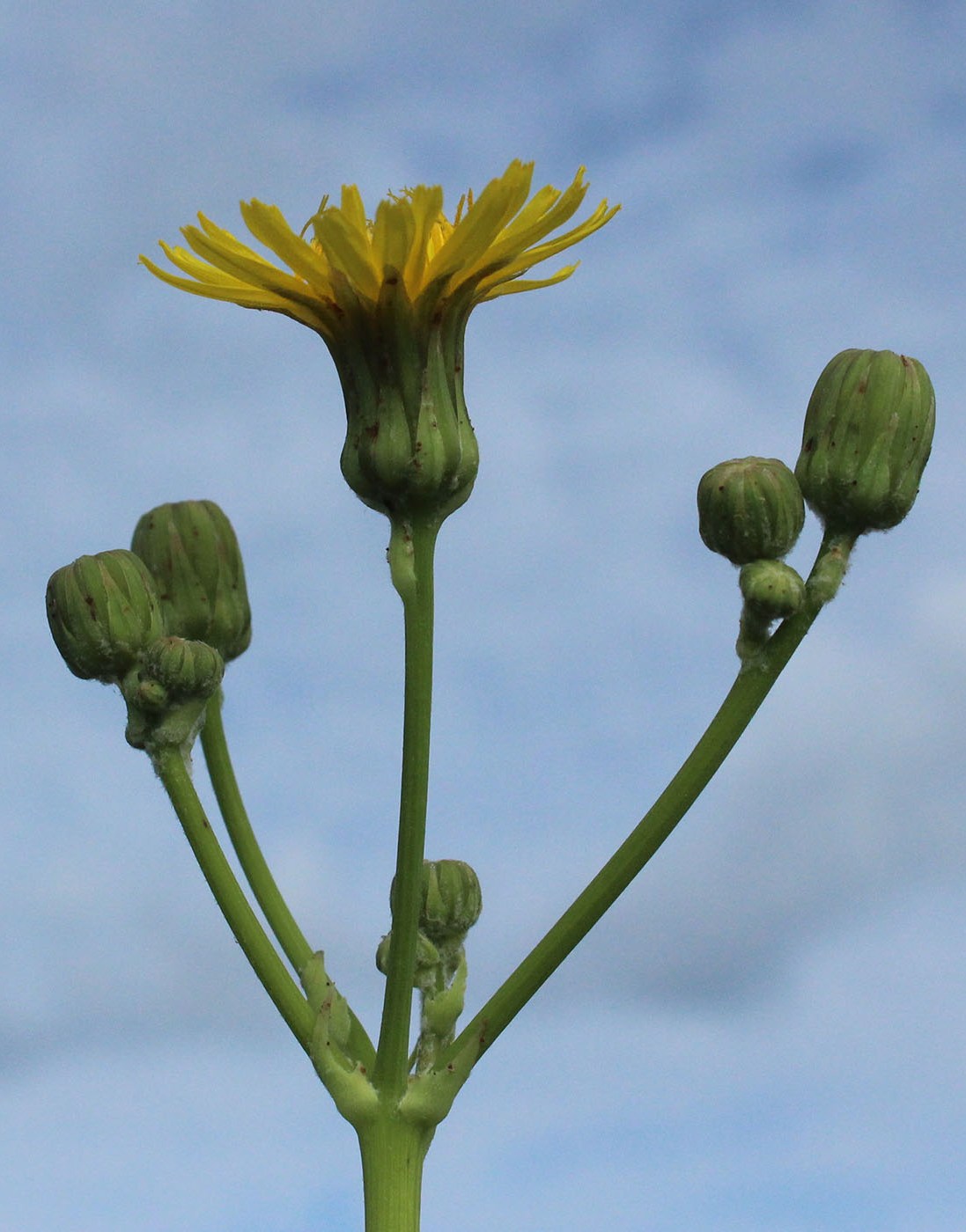 Image of Sonchus arvensis ssp. uliginosus specimen.