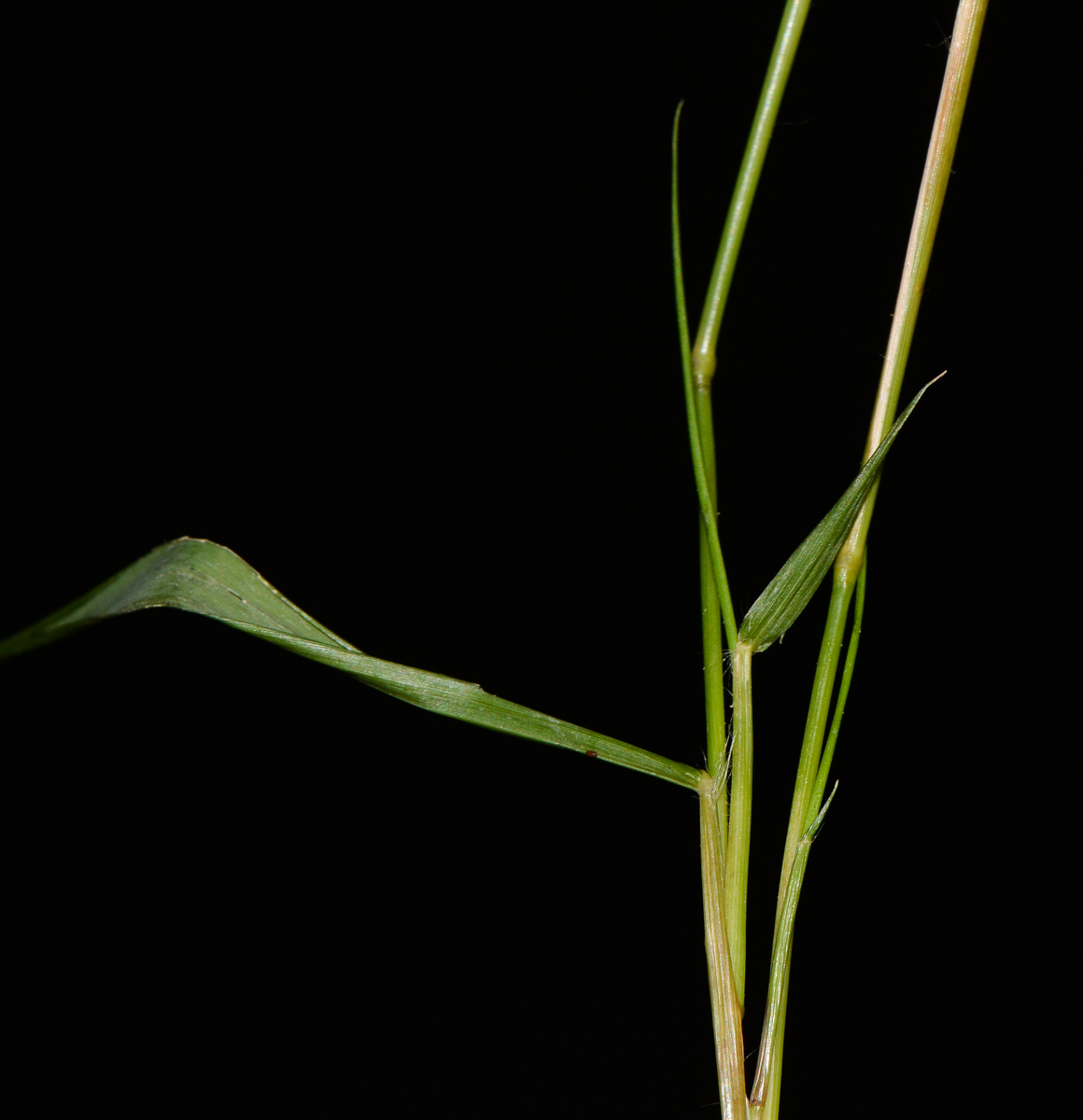 Изображение особи Eragrostis tenella.