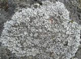Aspicilia cinerea