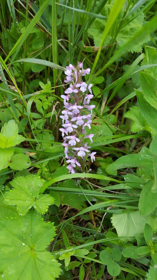 Изображение особи Gymnadenia conopsea.