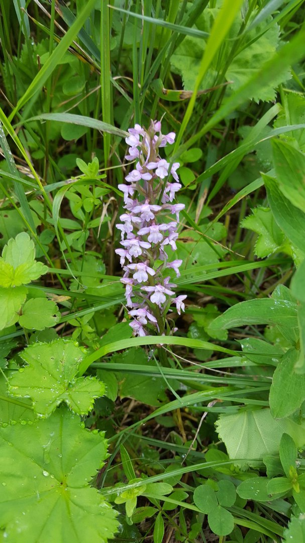 Image of Gymnadenia conopsea specimen.