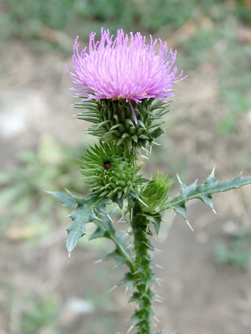 Image of Carduus acanthoides specimen.