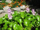 Eichhornia crassipes
