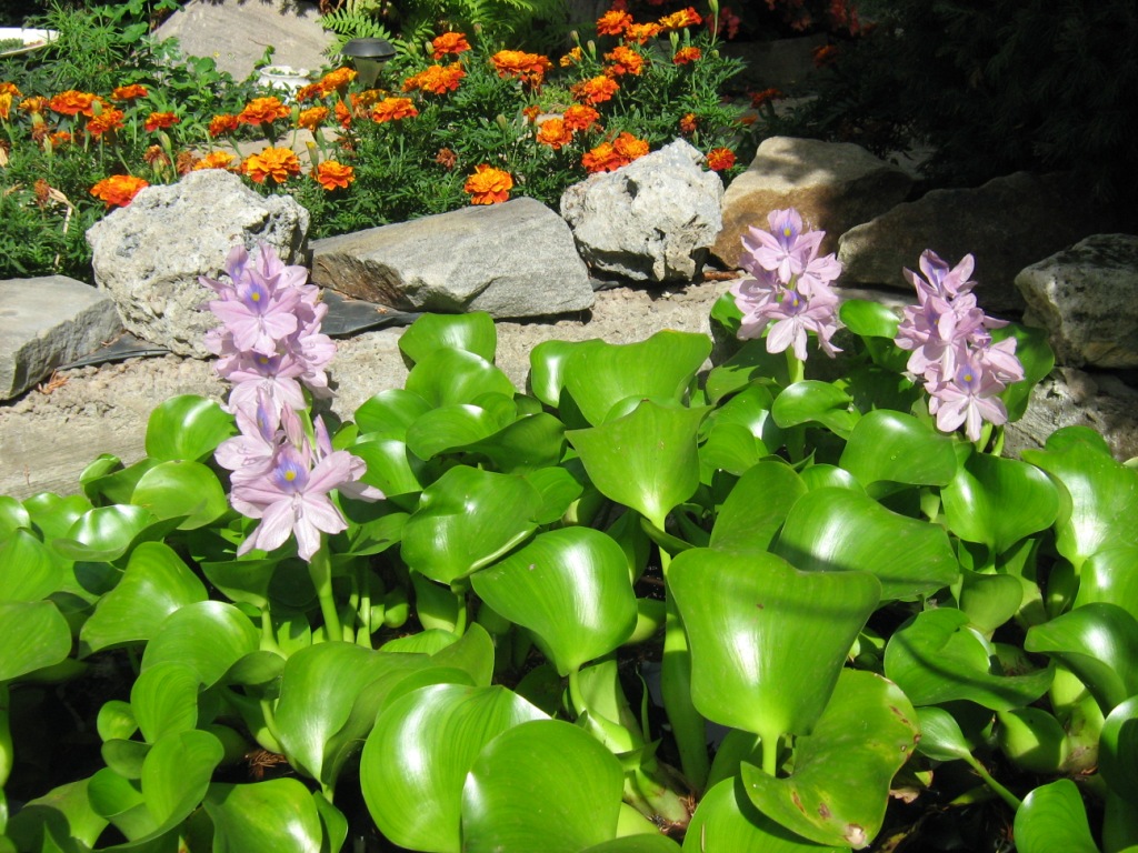 Image of Eichhornia crassipes specimen.