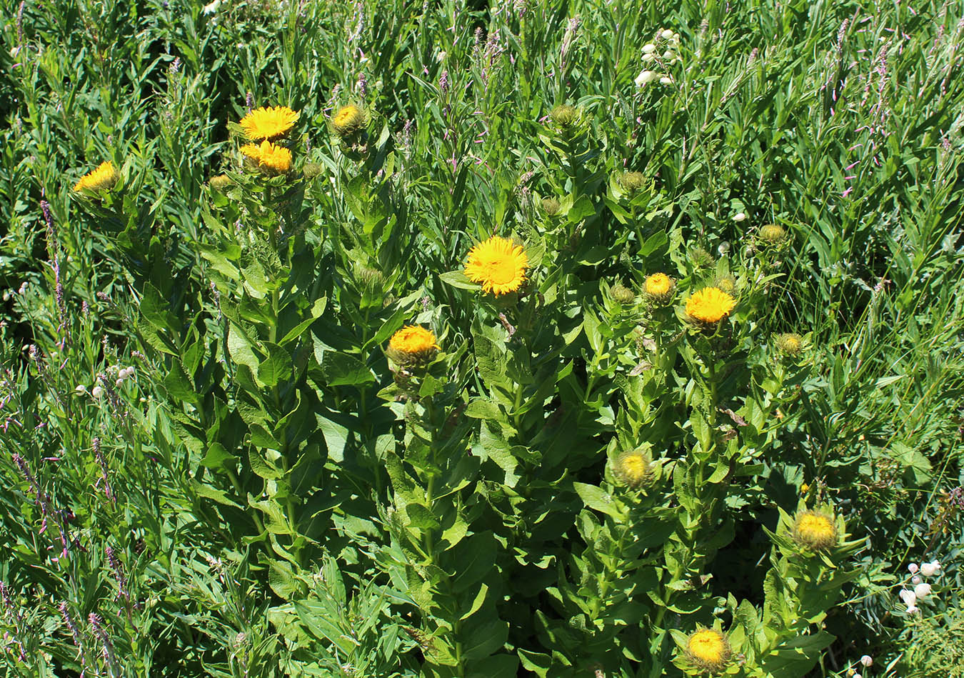 Изображение особи Inula grandiflora.