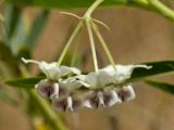 Gomphocarpus physocarpus. Соцветие. Греция, о-в Крит, ном Ханья (Νομός Χανίων), дим Киссамос (Κίσσαμος), обочина деревенской улицы. 20 июня 2017 г.