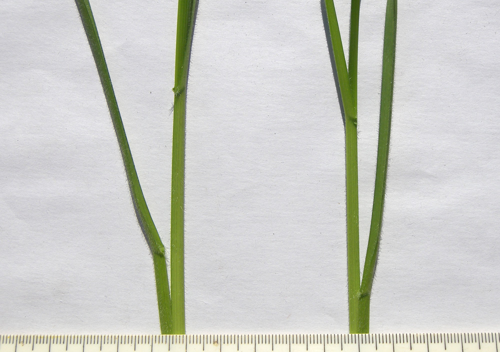 Image of Helictotrichon pubescens specimen.
